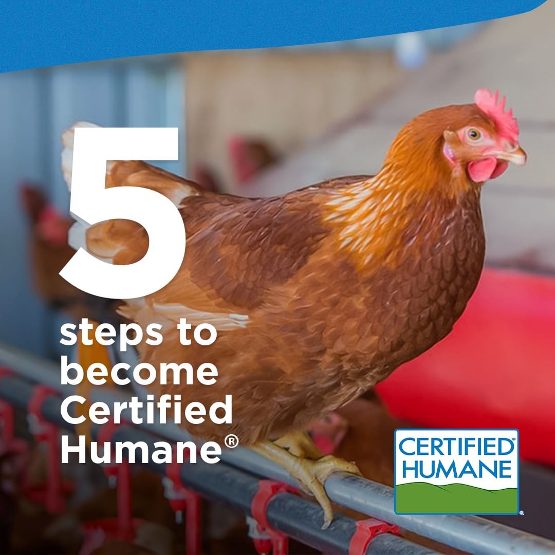 cage free hens