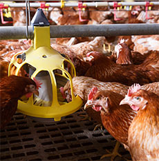 Hens