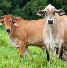 Beef Cattle
